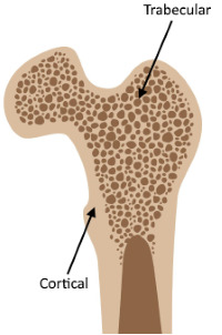 bone